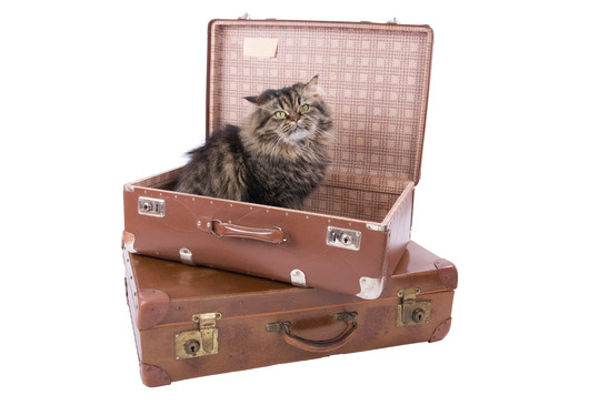 Katt i resväska